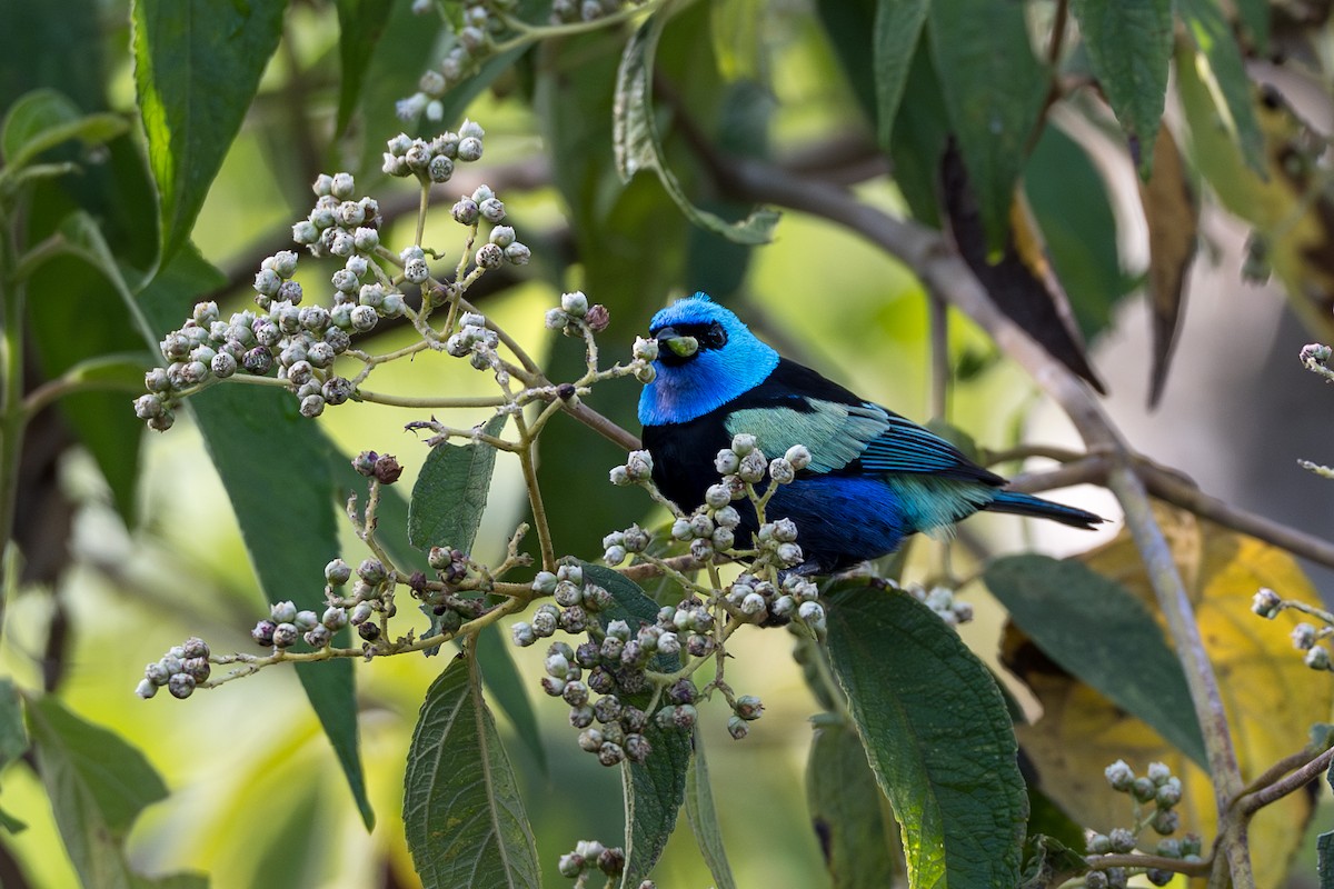Blue-necked Tanager - ML641984742
