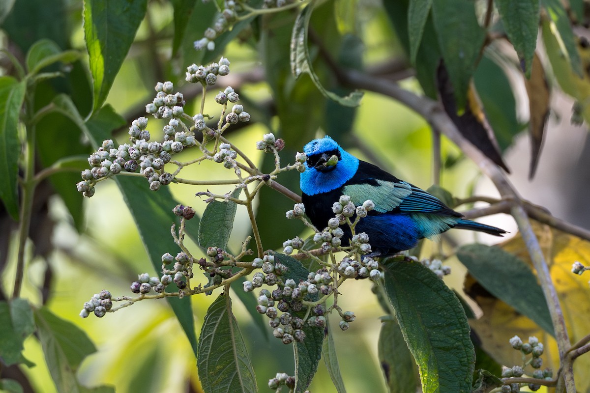 Blue-necked Tanager - ML641984743