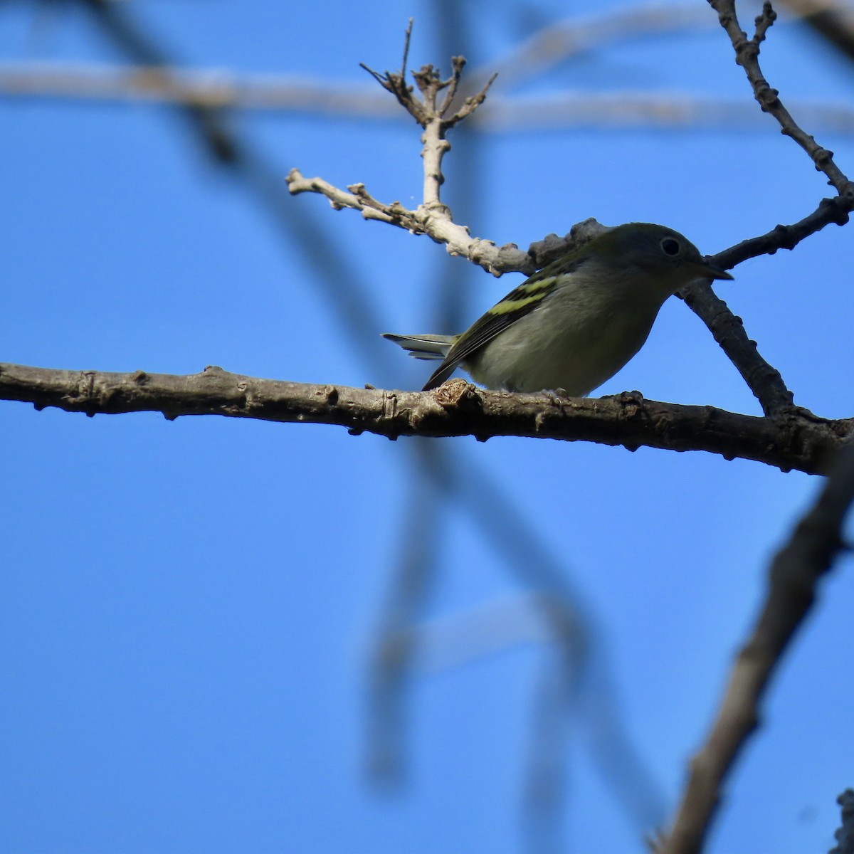 Chestnut-sided Warbler - ML641984744