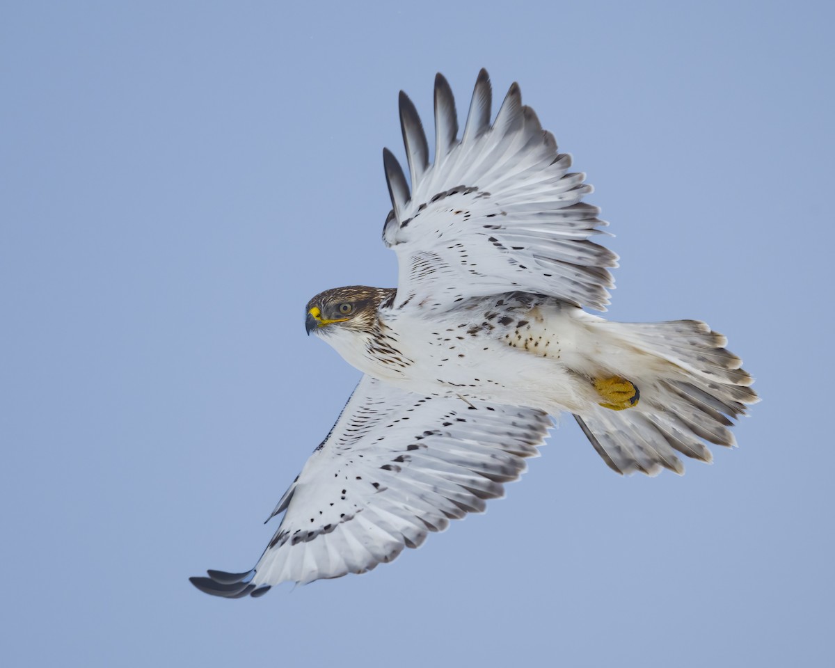 Ferruginous Hawk - ML641984749