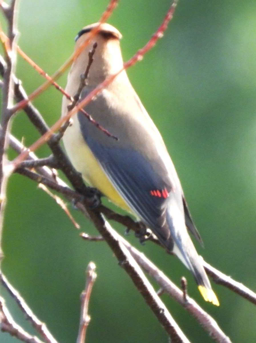 Cedar Waxwing - ML641984753
