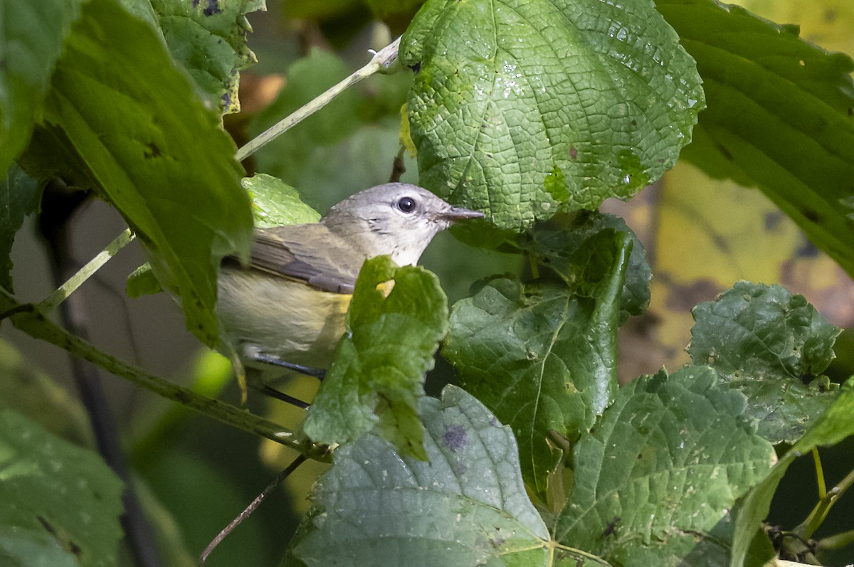 American Redstart - ML641984759