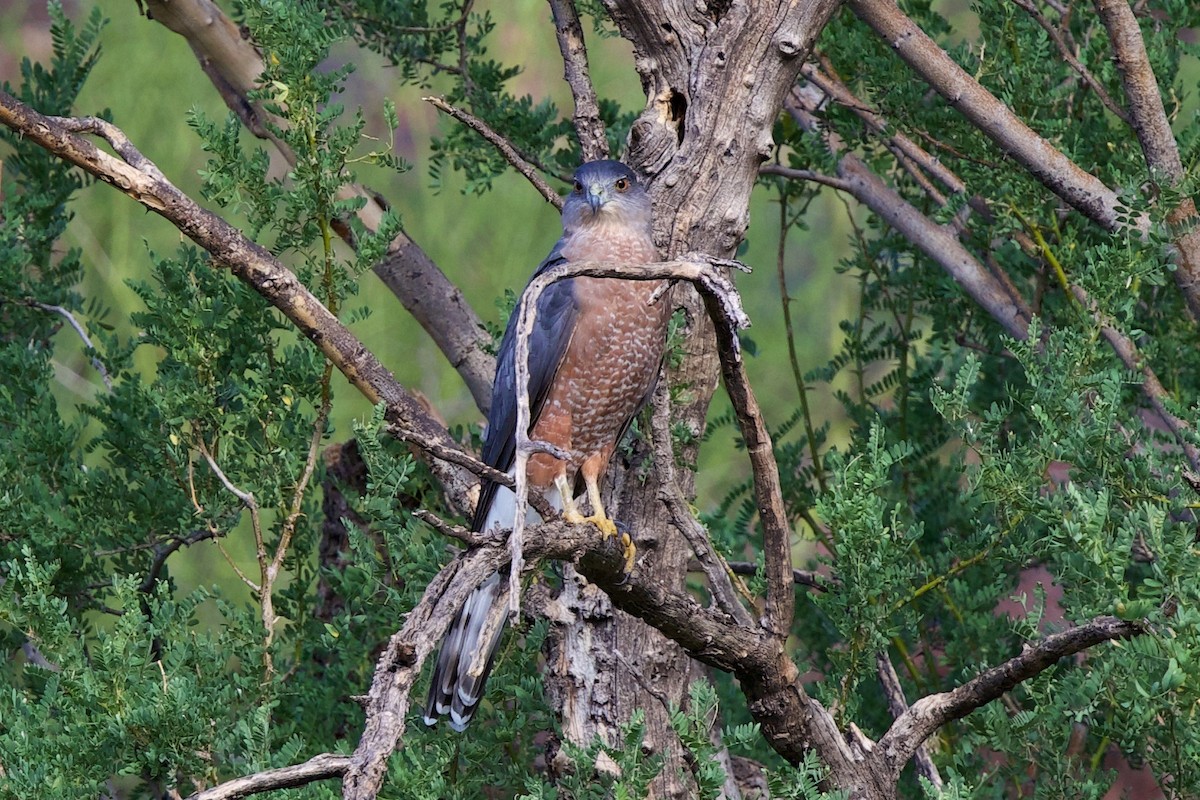 Cooper's Hawk - ML641984760