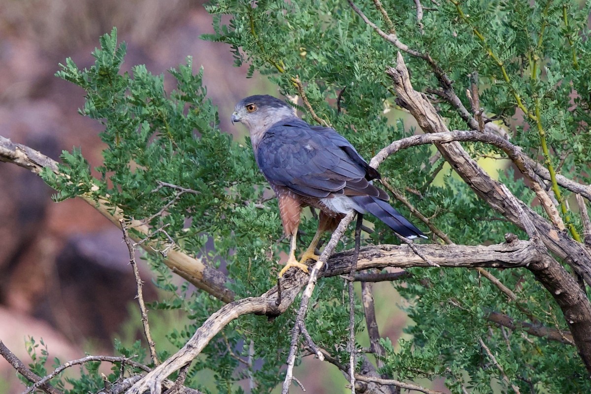Cooper's Hawk - ML641984761