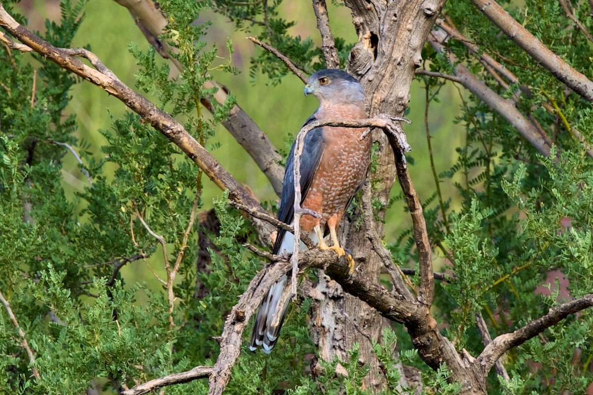 Cooper's Hawk - ML641984762