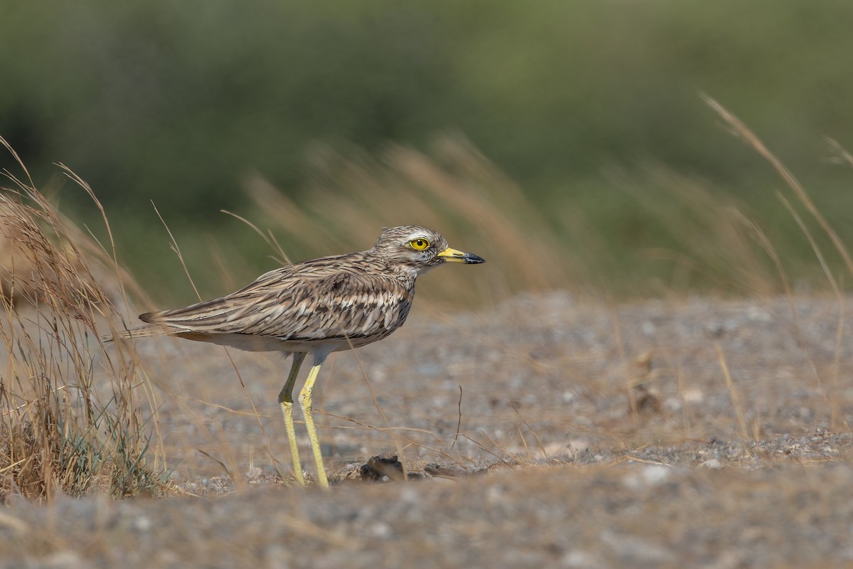 Eurasian Thick-knee - ML641984797