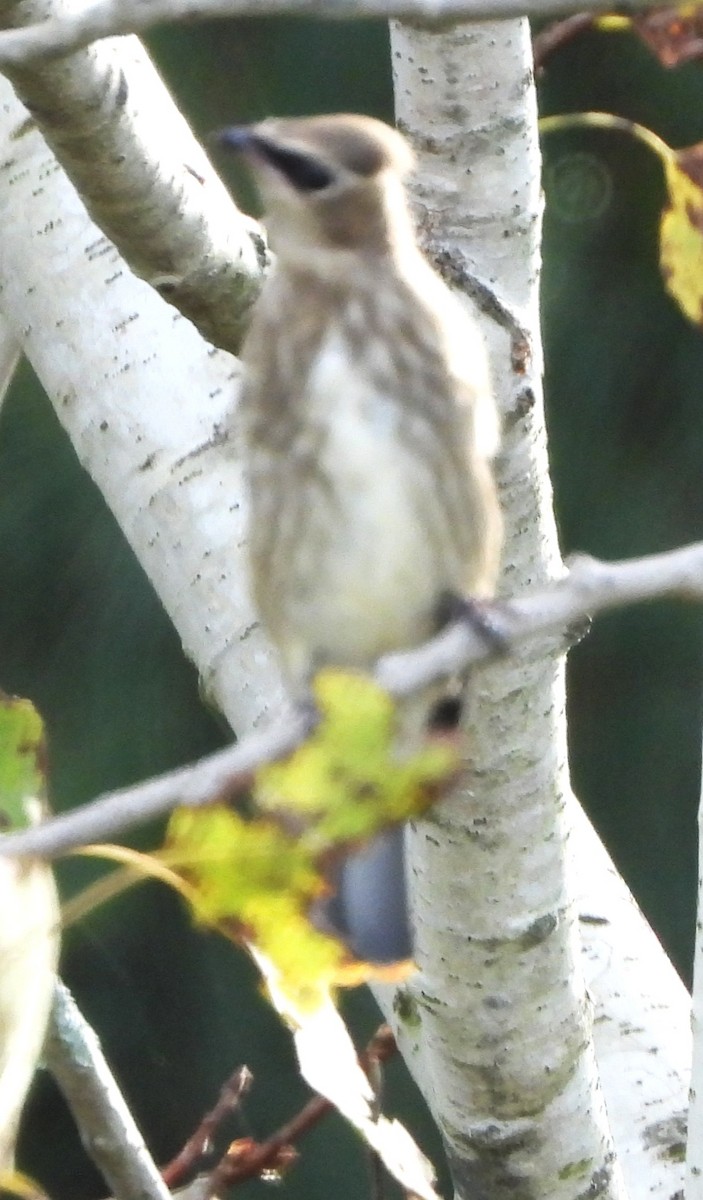 Cedar Waxwing - ML641984798