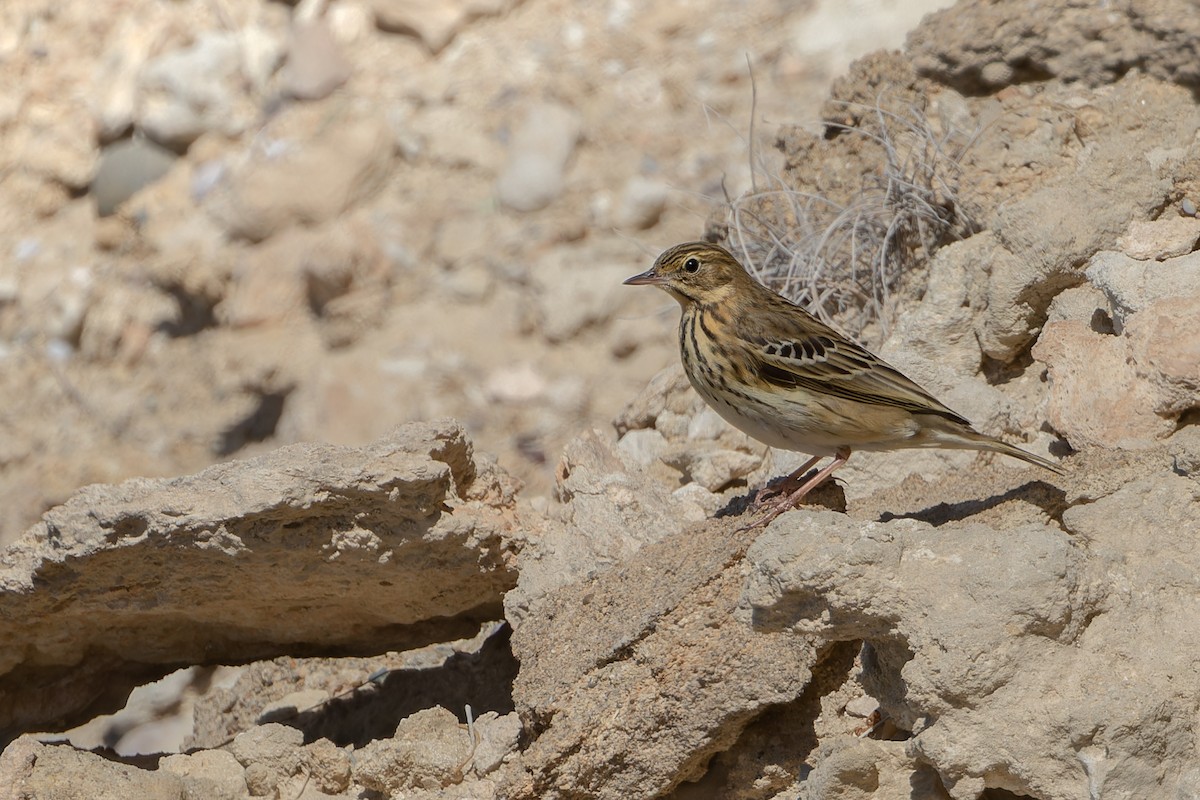 林鷚 - ML641984799