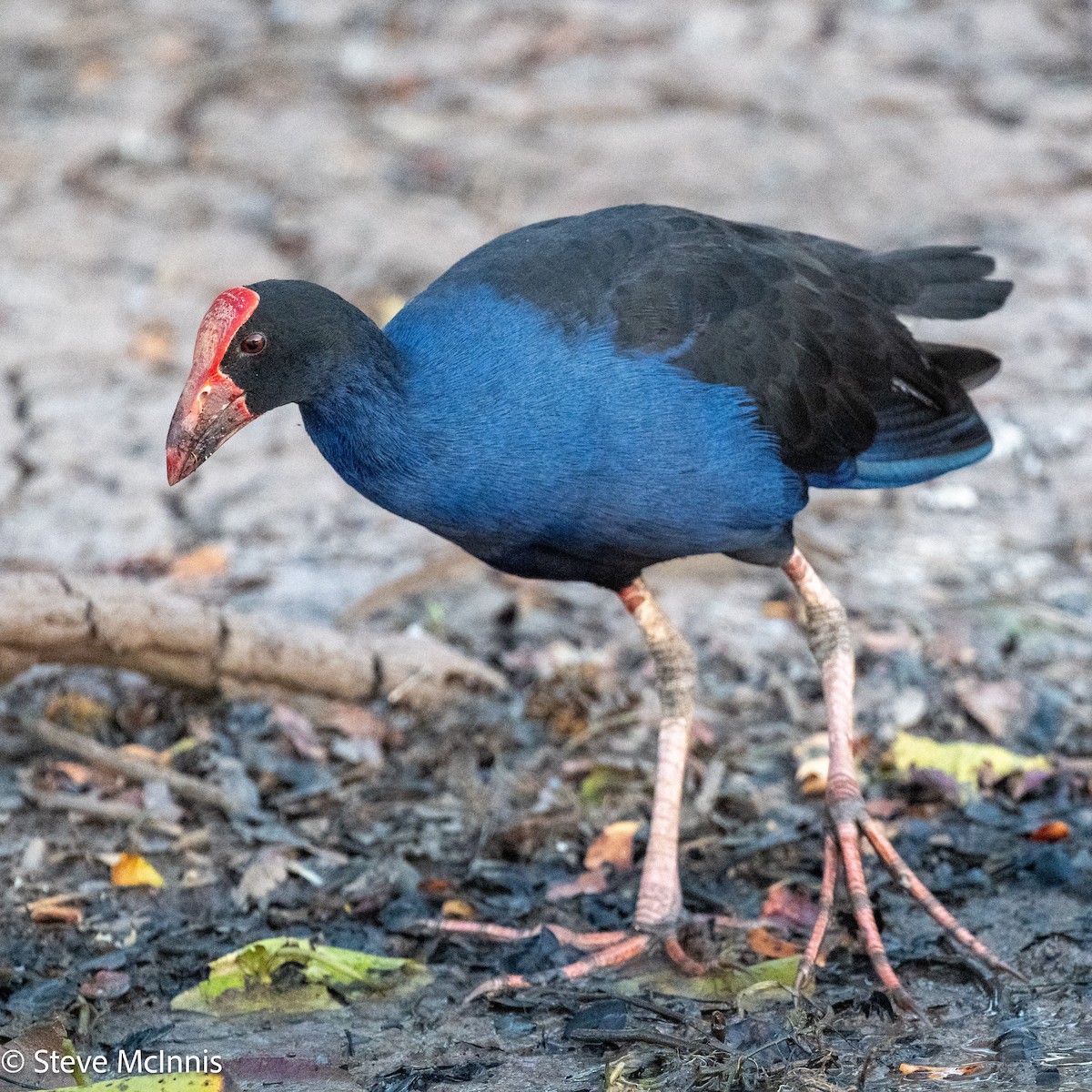 Australasian Swamphen - ML641984813