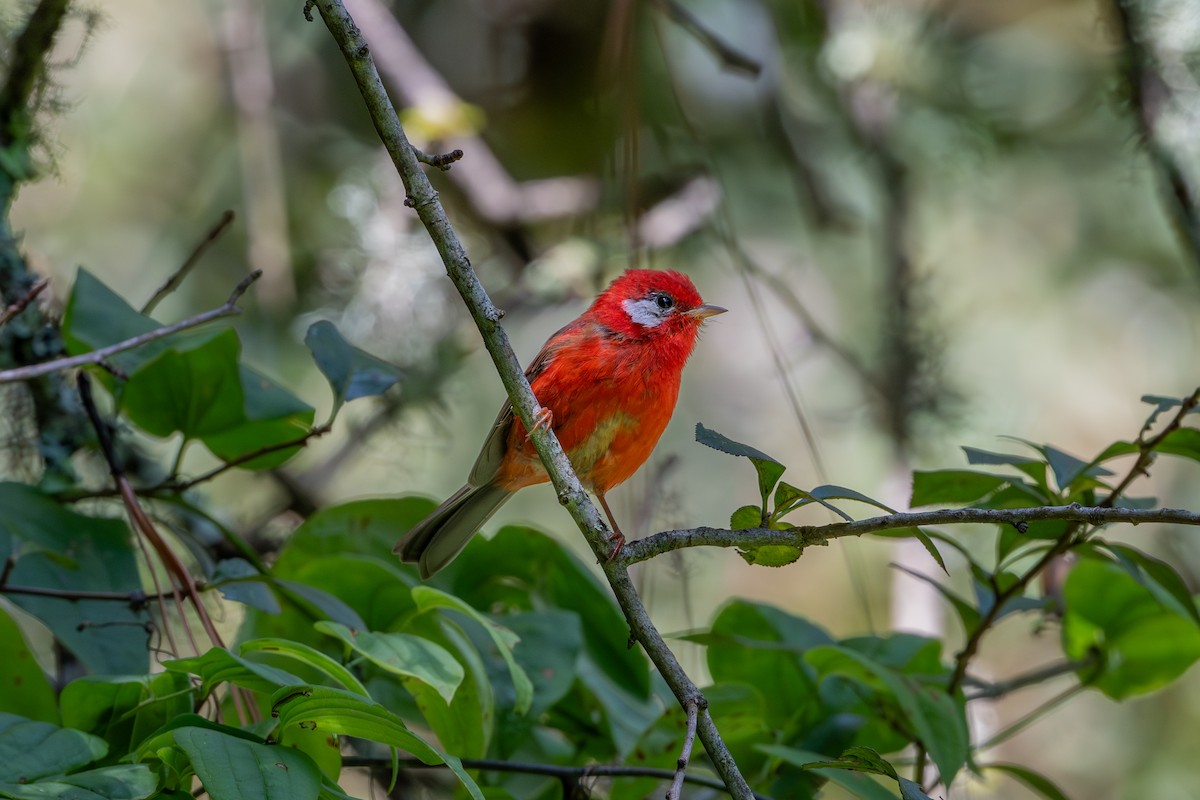 Red Warbler - ML641984842