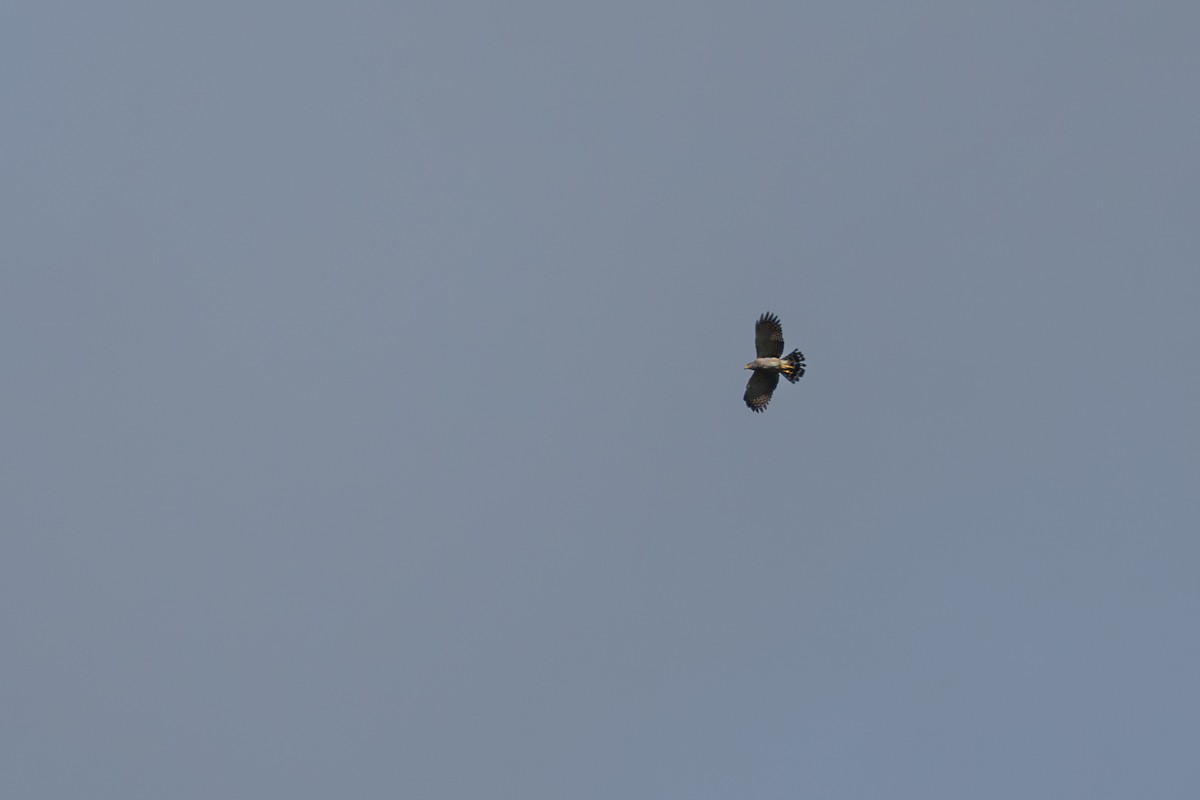 Roadside Hawk - ML641984851