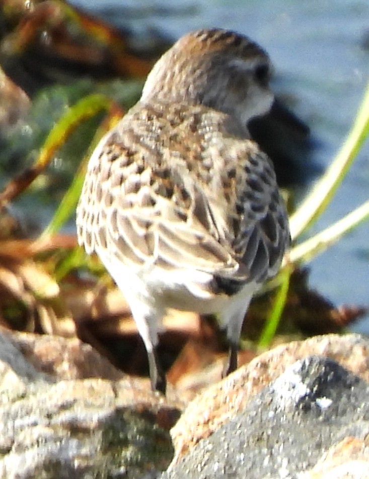 Semipalmated Sandpiper - ML641984852