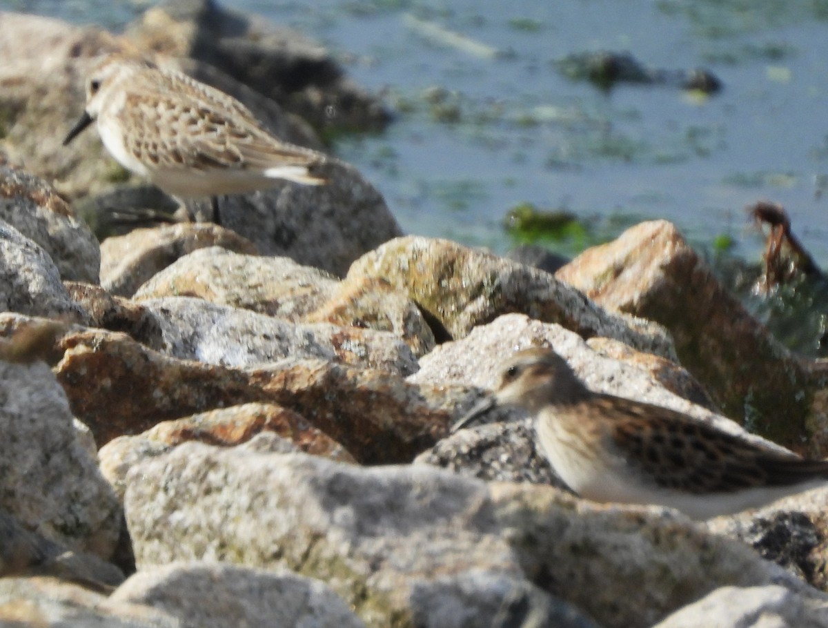 Semipalmated Sandpiper - ML641984862