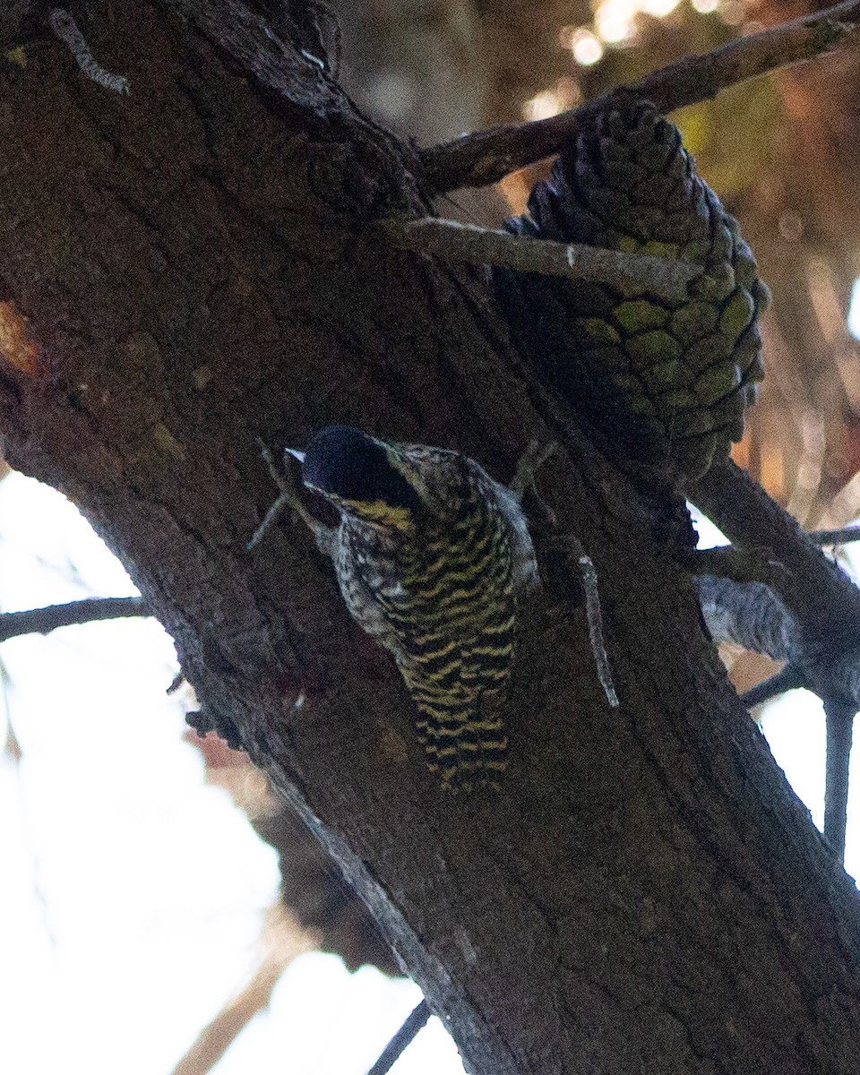 Striped Woodpecker - ML641984869