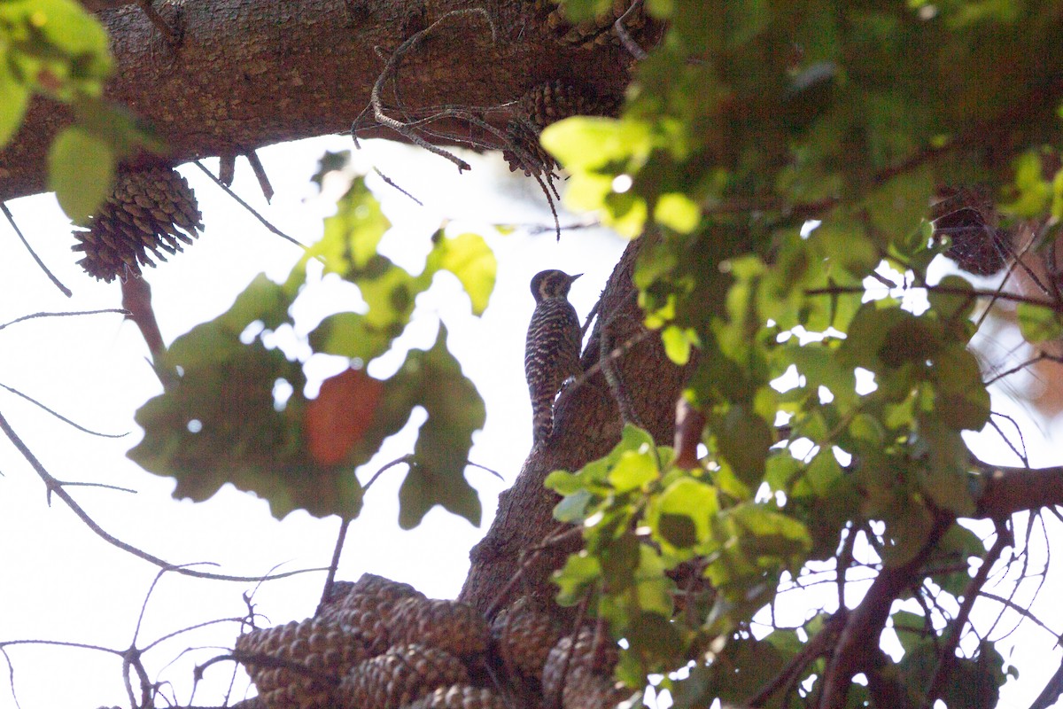 Striped Woodpecker - ML641984870