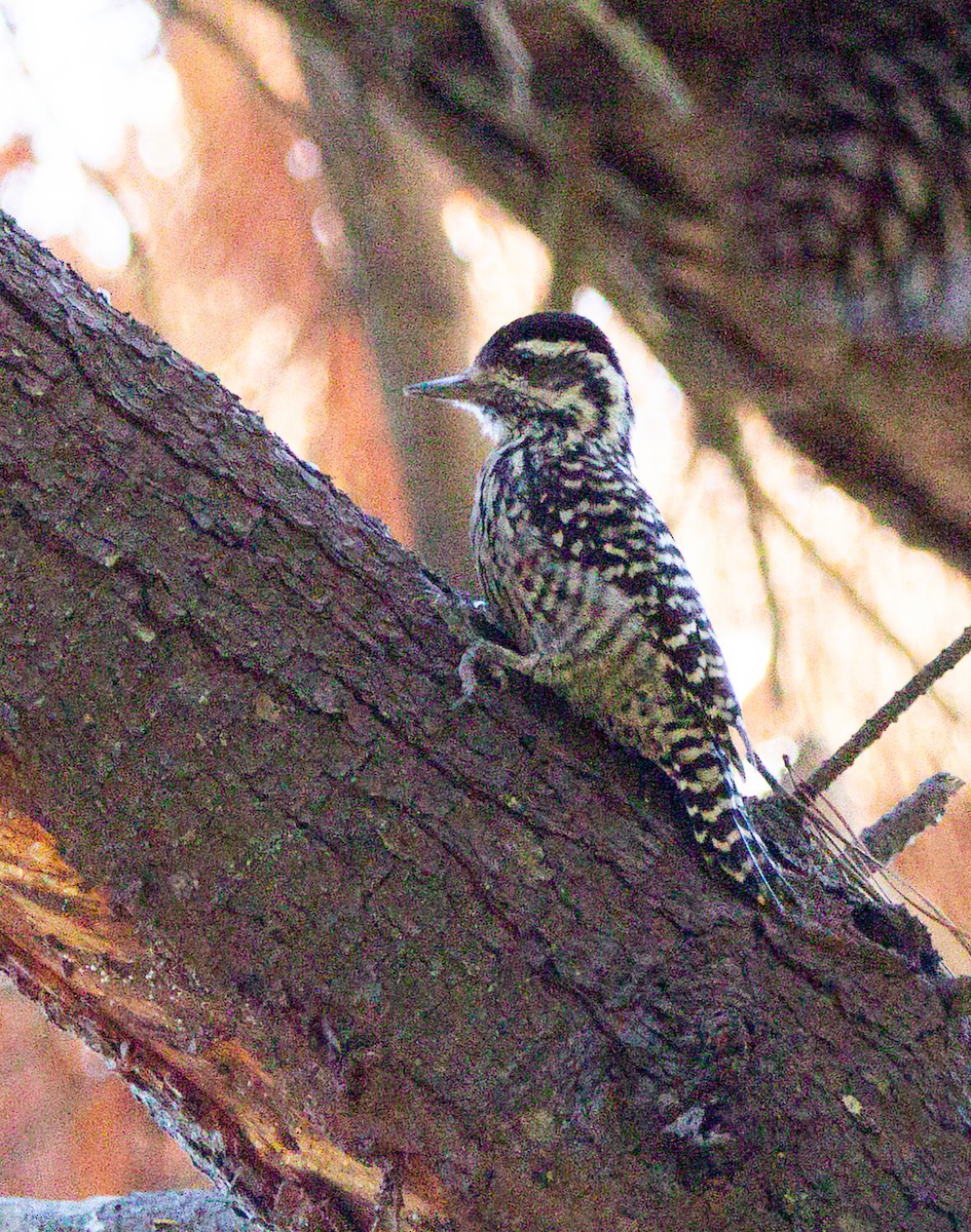 Striped Woodpecker - ML641984871