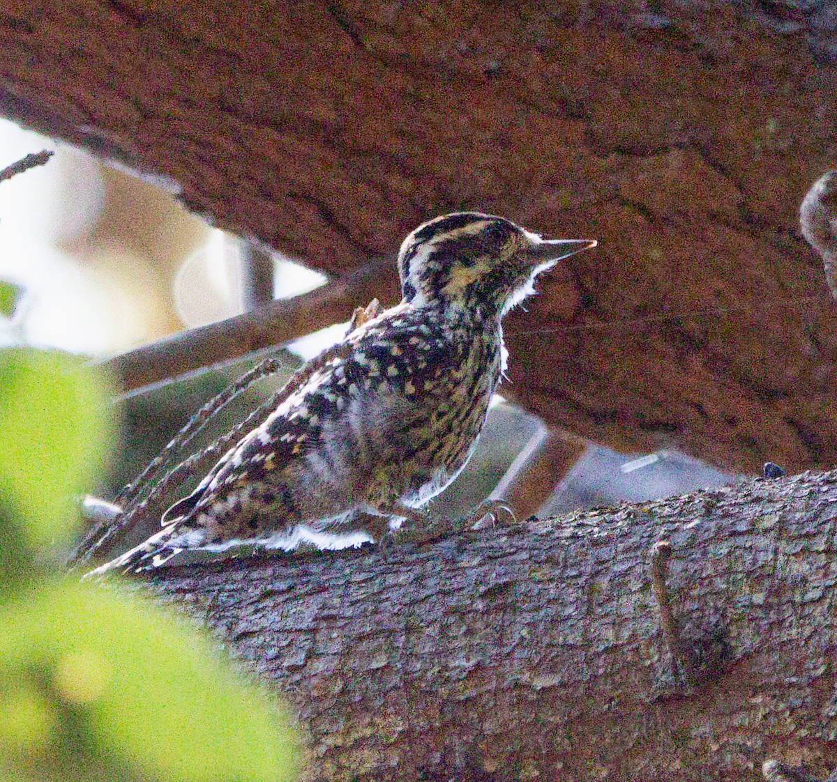 Striped Woodpecker - ML641984872