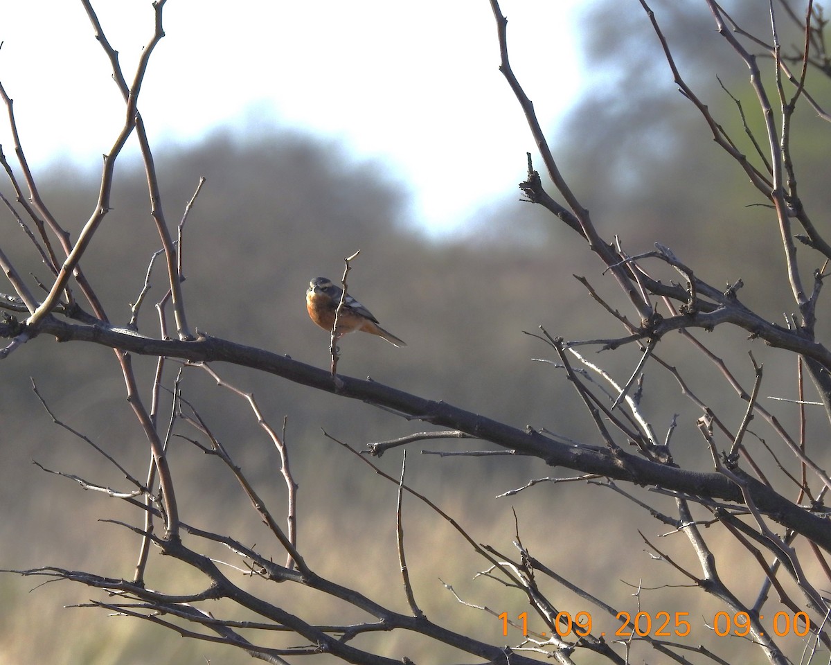 Cinnamon Warbling Finch - ML641984878
