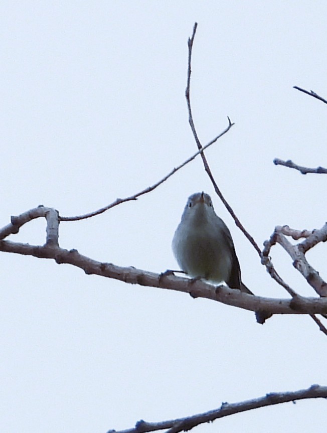 Blue-gray Gnatcatcher - ML641984885