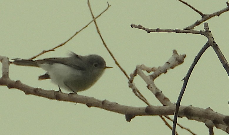 Blue-gray Gnatcatcher - ML641984886
