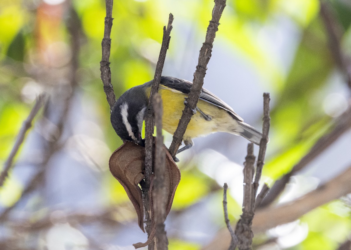 Bananaquit - ML641984899