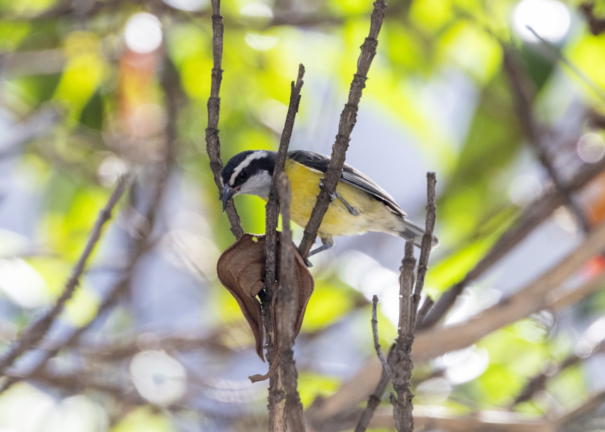 Bananaquit - ML641984900