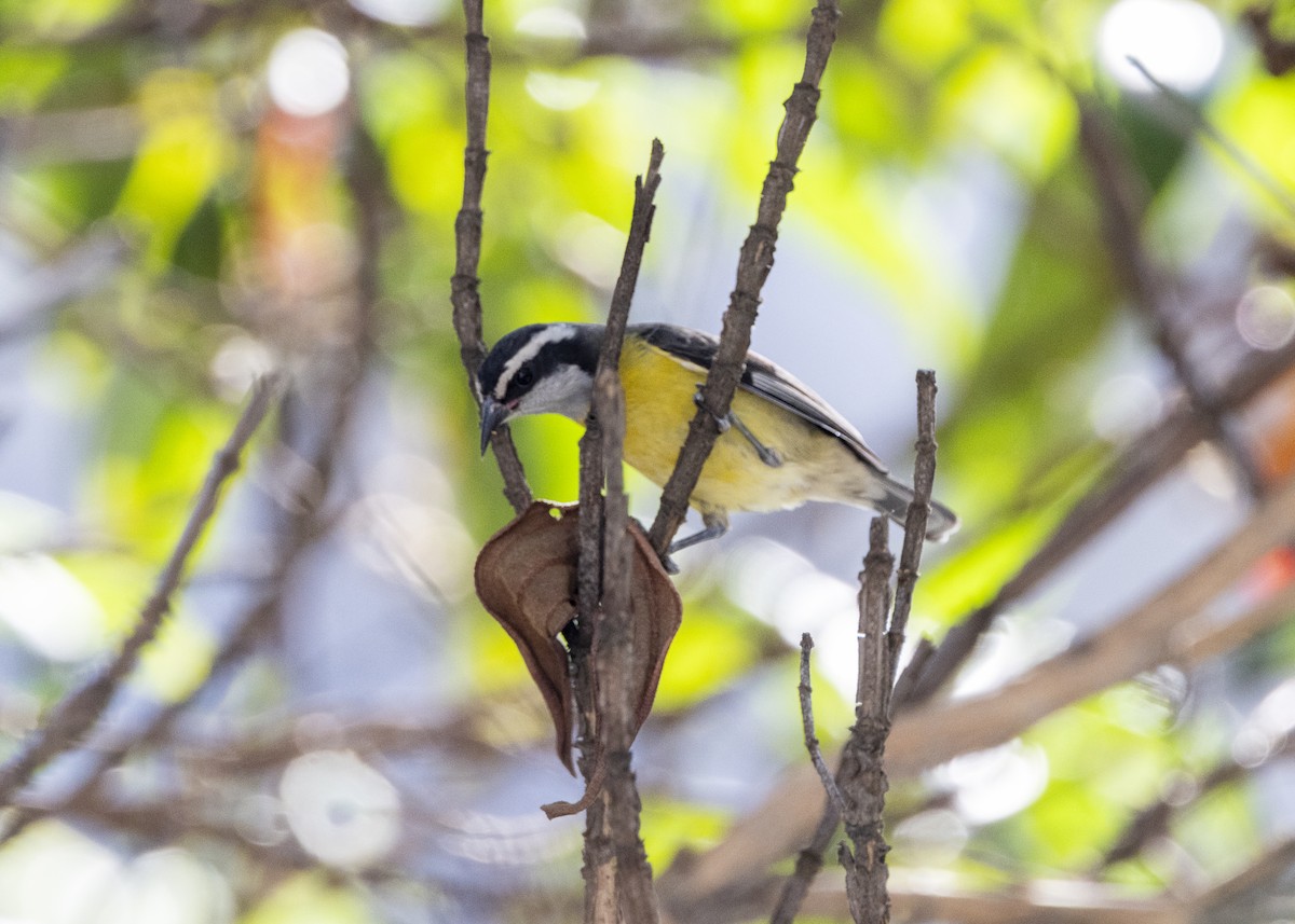 Bananaquit - ML641984901
