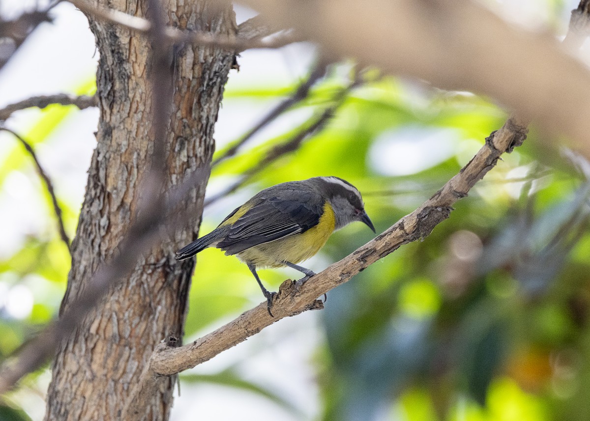 Bananaquit - ML641984902