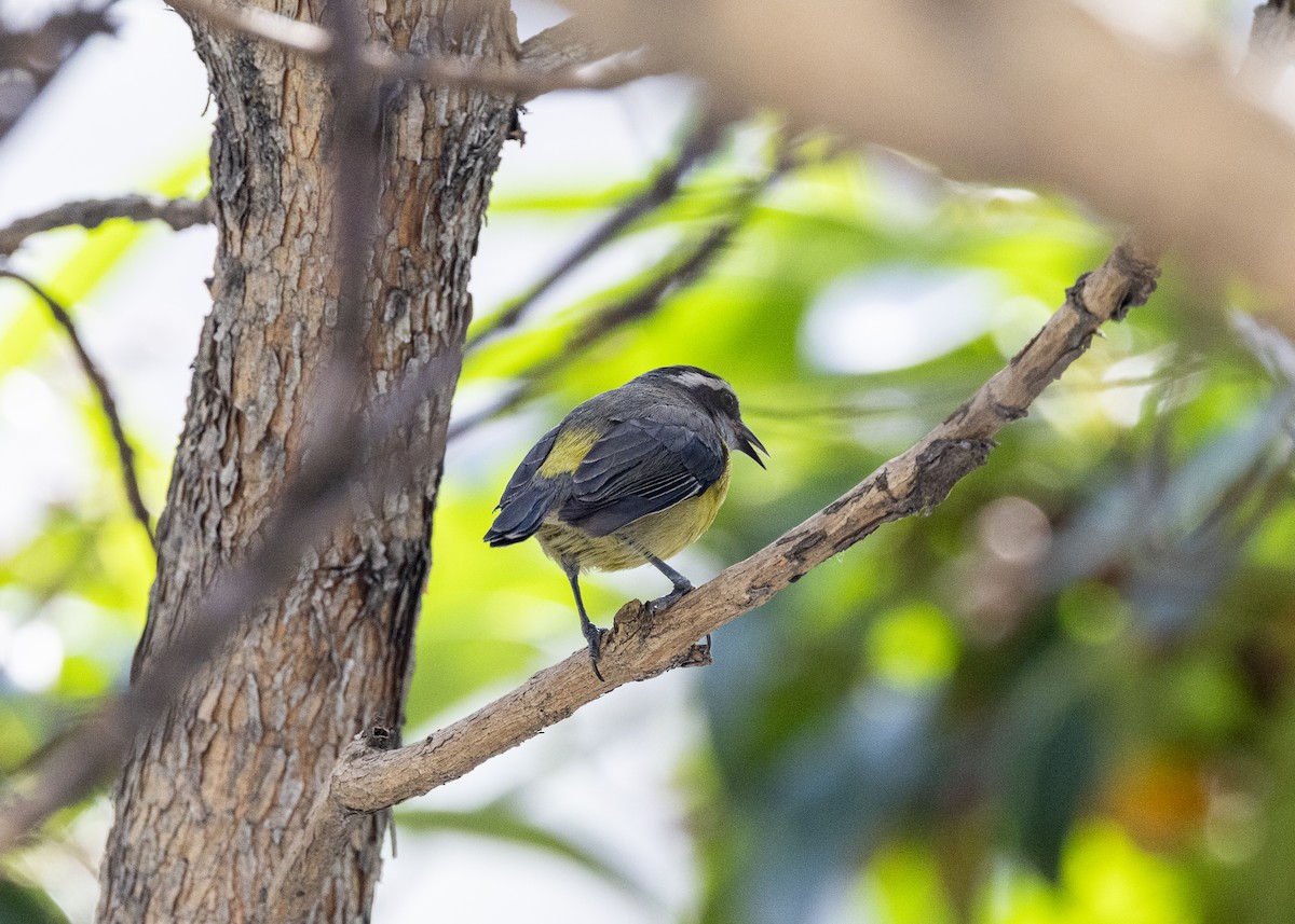 Bananaquit - ML641984903