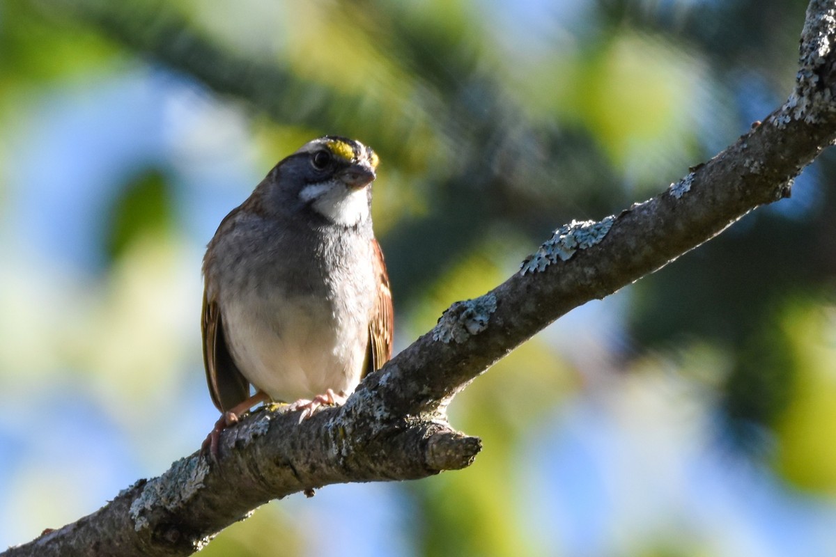 White-throated Sparrow - ML641984909