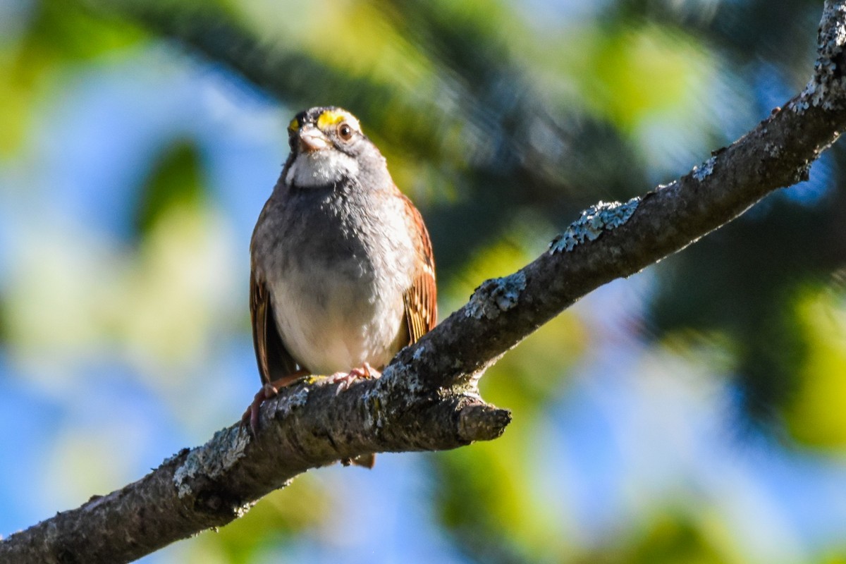 White-throated Sparrow - ML641984910