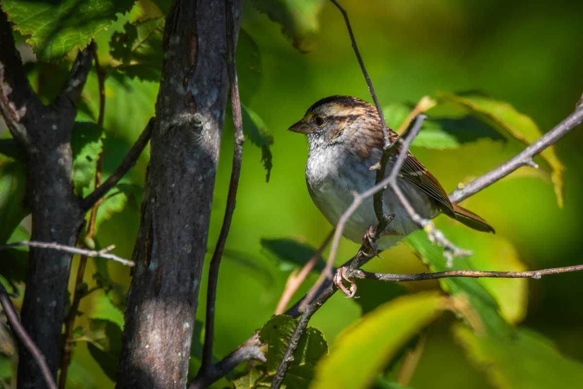 White-throated Sparrow - ML641984911