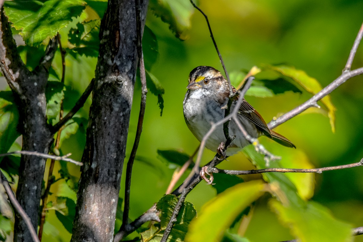 White-throated Sparrow - ML641984914