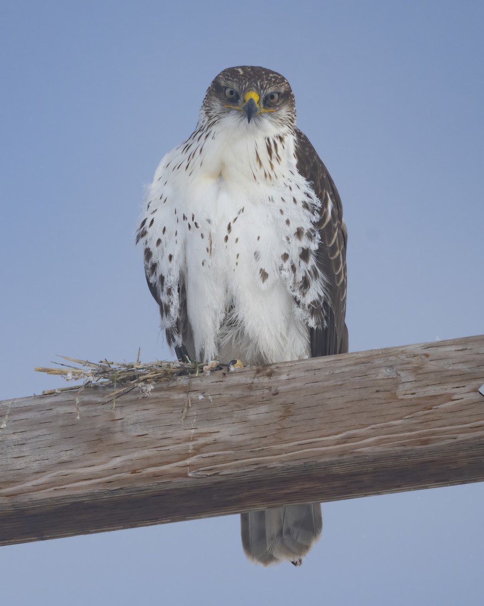 Ferruginous Hawk - ML641984915