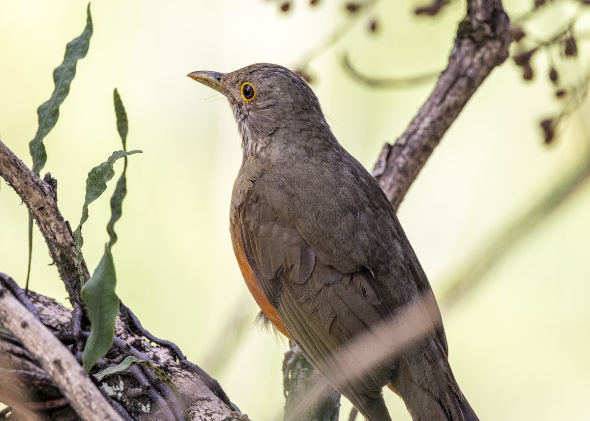 Rufous-bellied Thrush - ML641984916