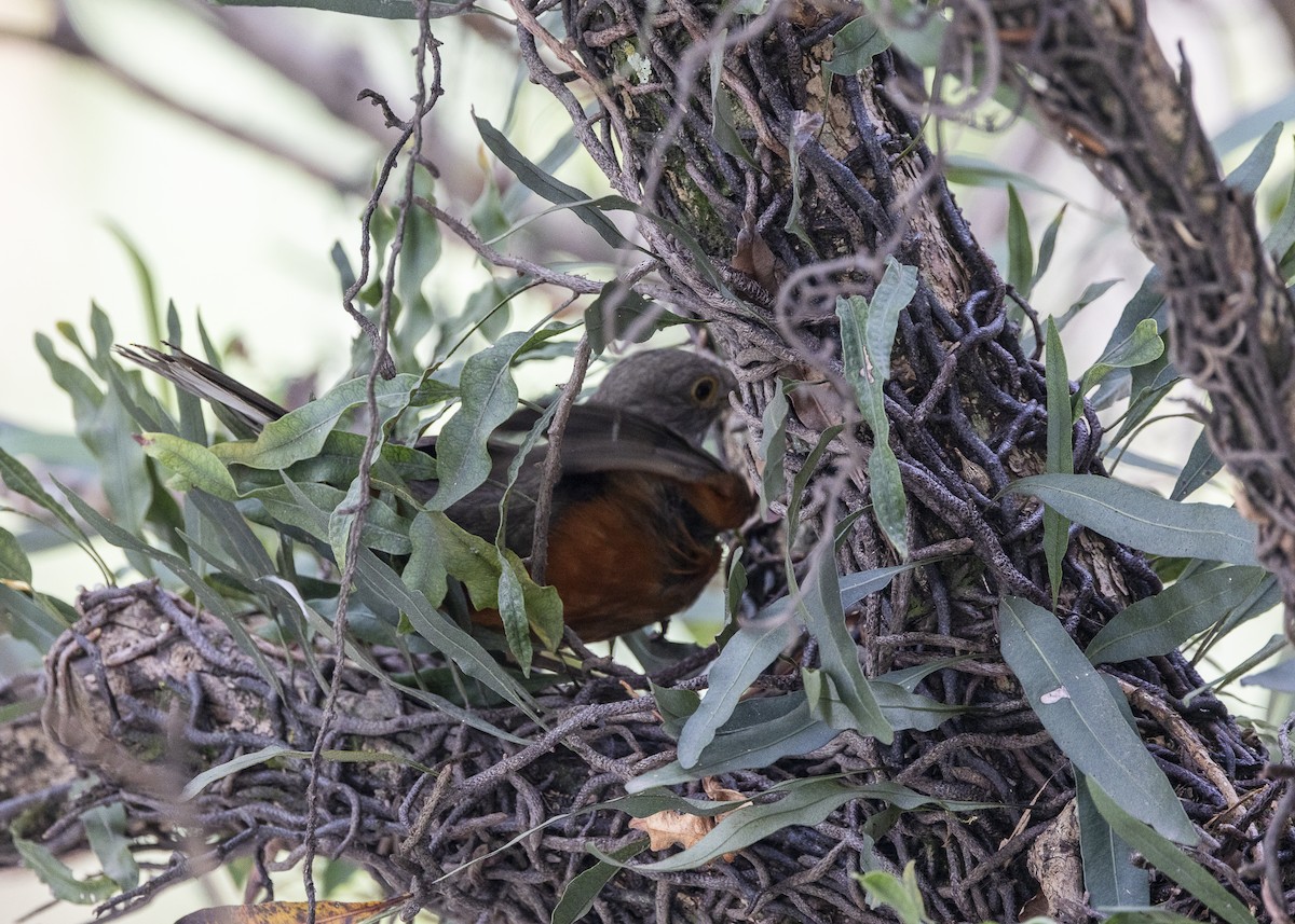 Rufous-bellied Thrush - ML641984917