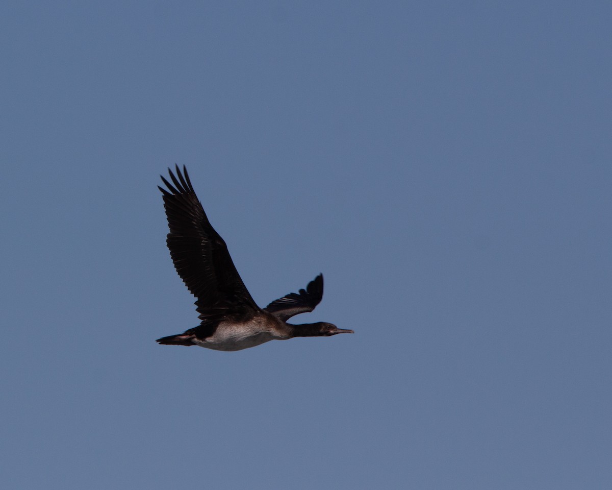 Guanay Cormorant - ML641984921