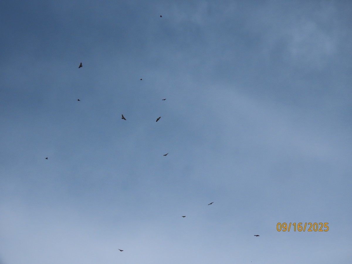 Broad-winged Hawk - ML641984934