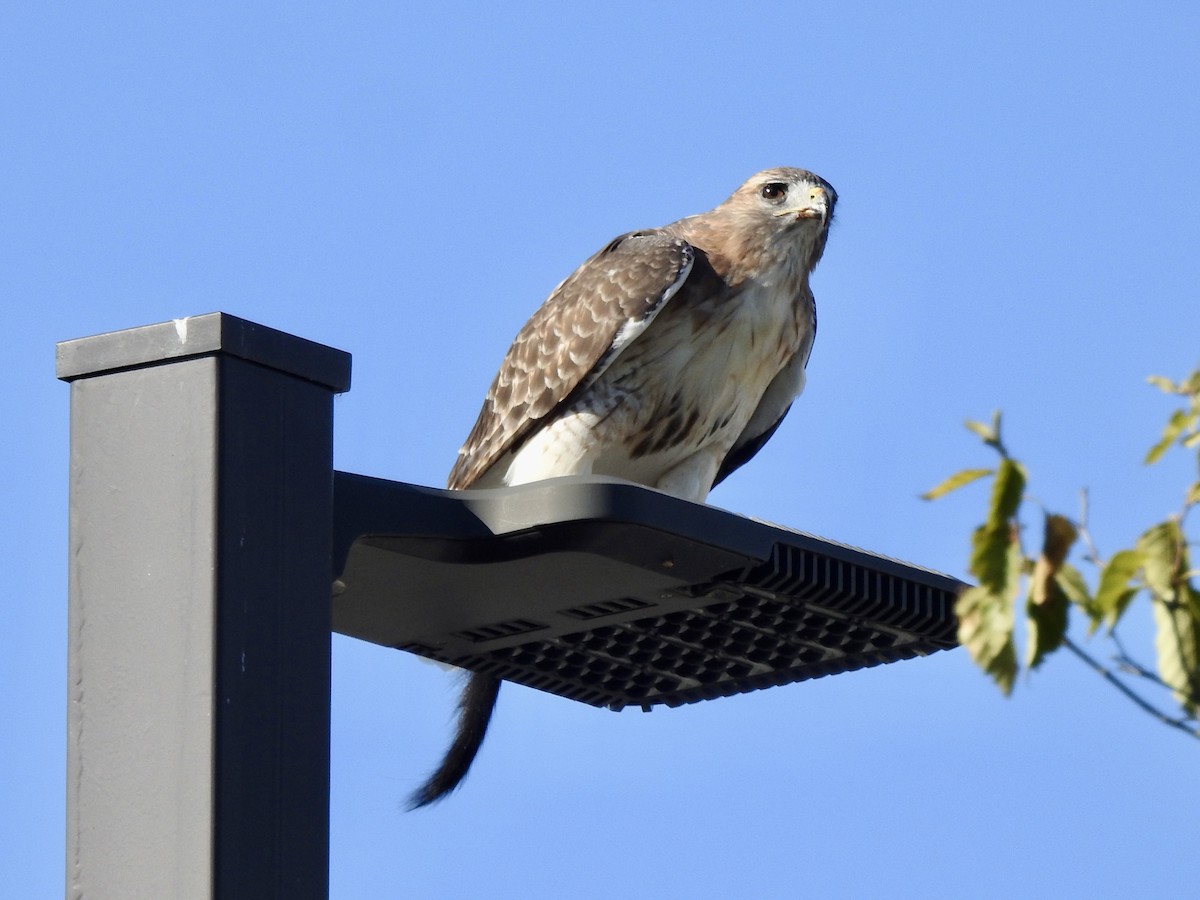 Red-tailed Hawk - ML641984942