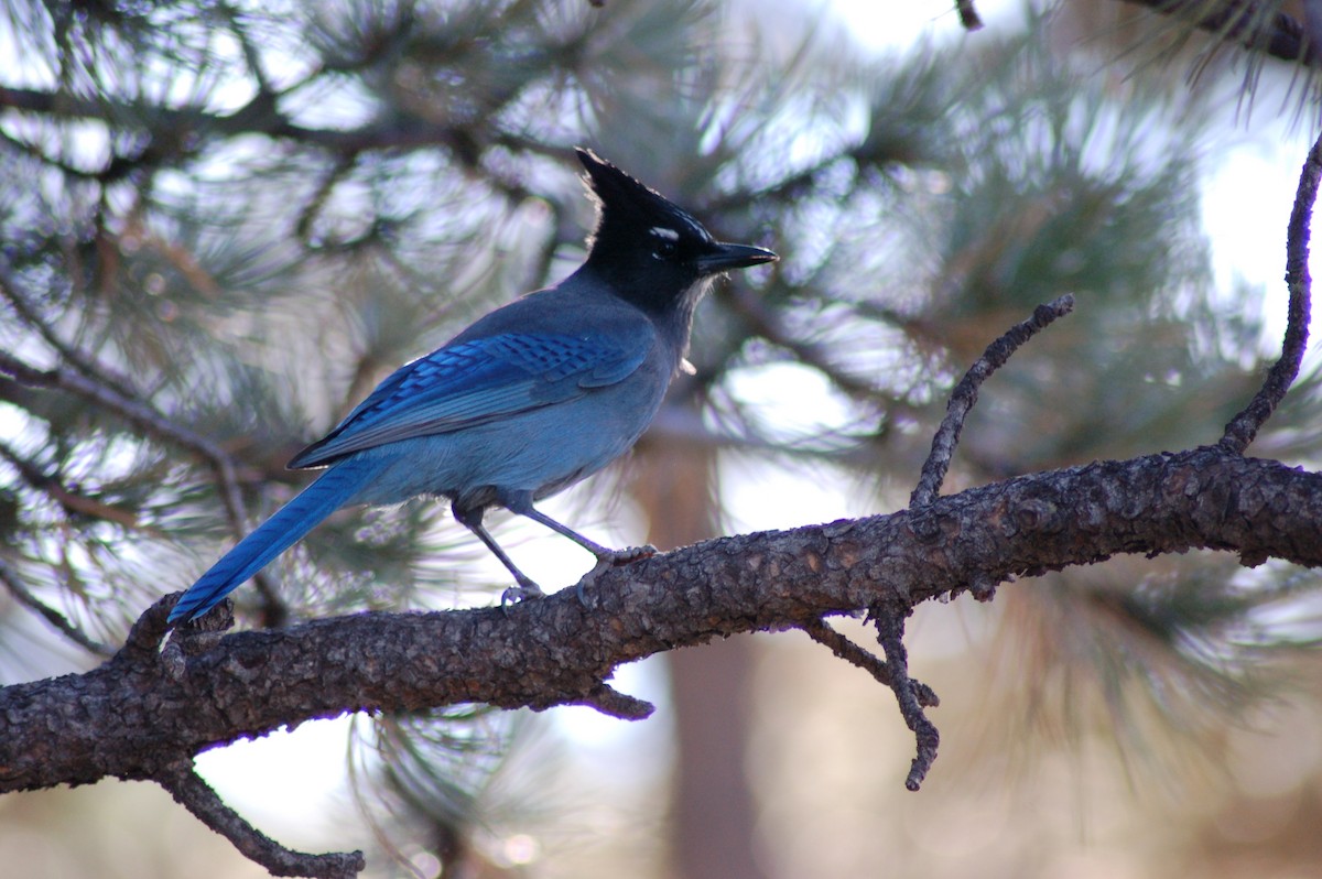 Steller's Jay - ML641984946