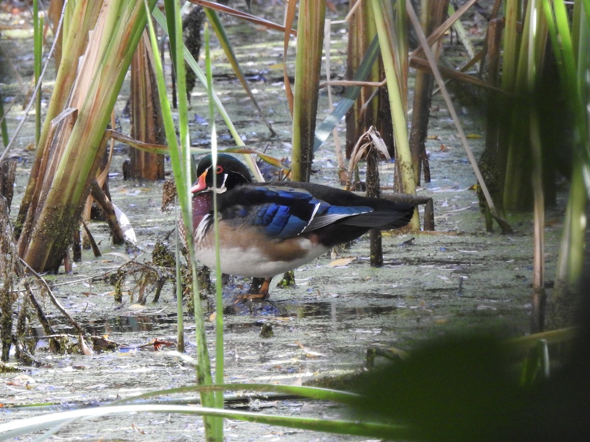 Canard branchu - ML641984948