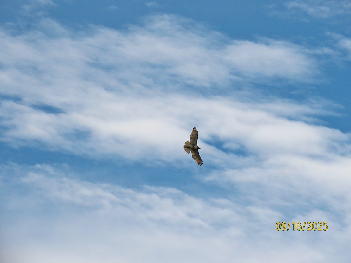 Red-tailed Hawk - ML641984957