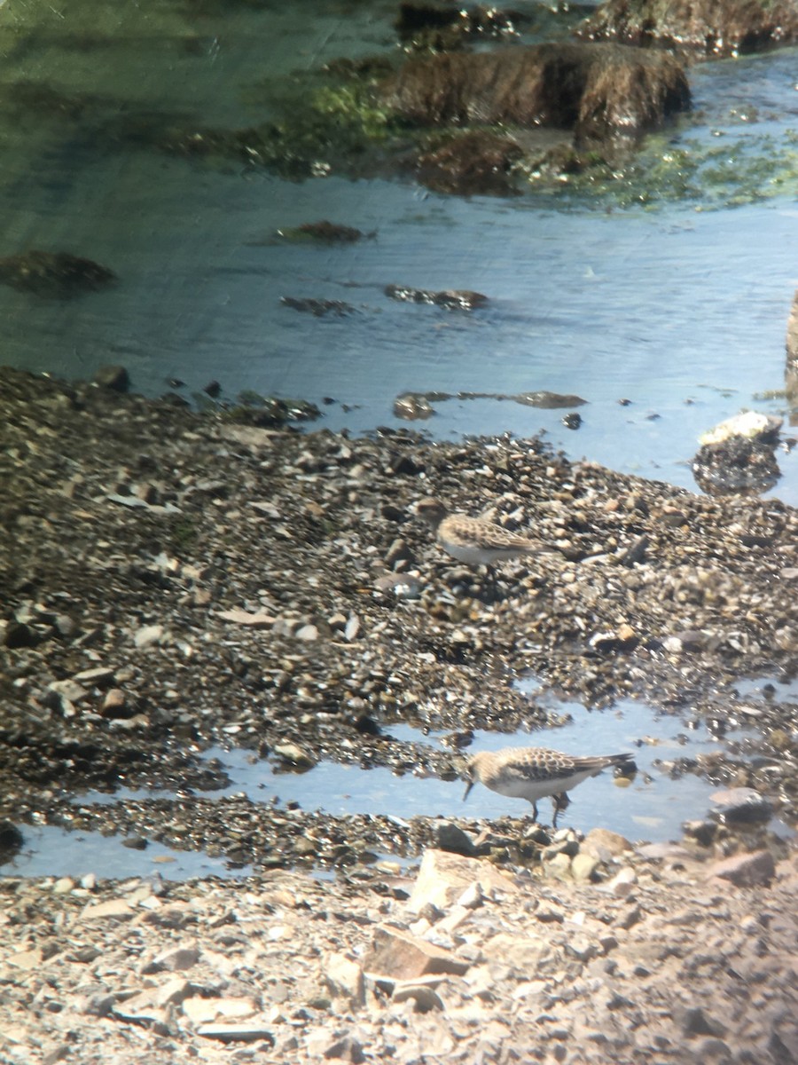 Baird's Sandpiper - ML641984959