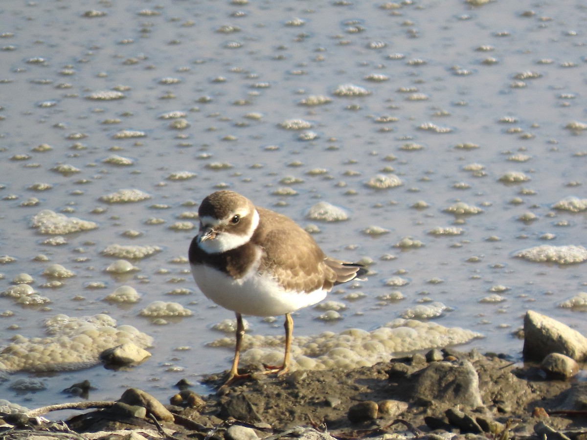 Semipalmated Plover - ML641984963