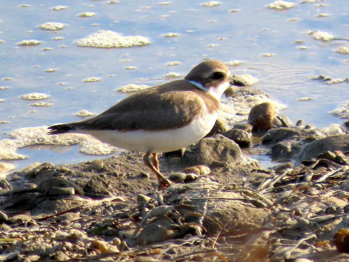 Semipalmated Plover - ML641984974