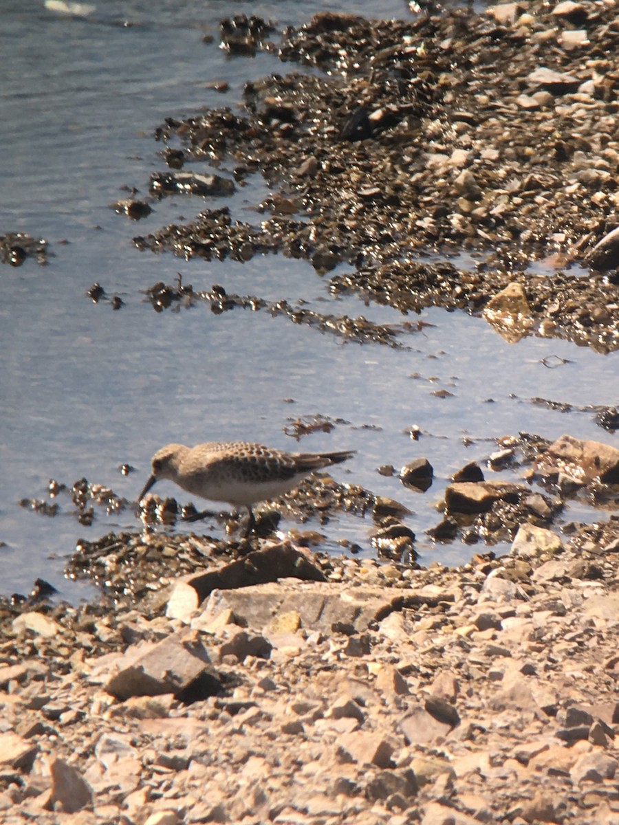 Baird's Sandpiper - ML641984975
