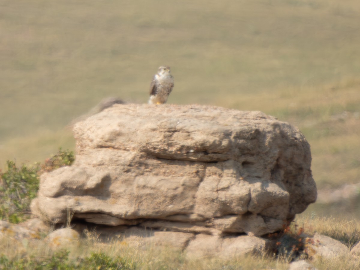 Prairie Falcon - ML641984981