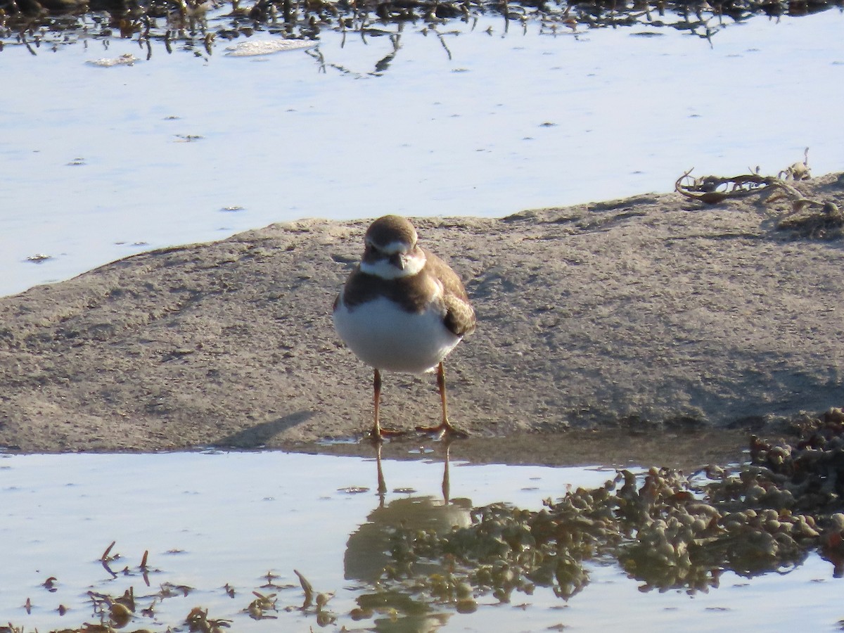 Semipalmated Plover - ML641984986