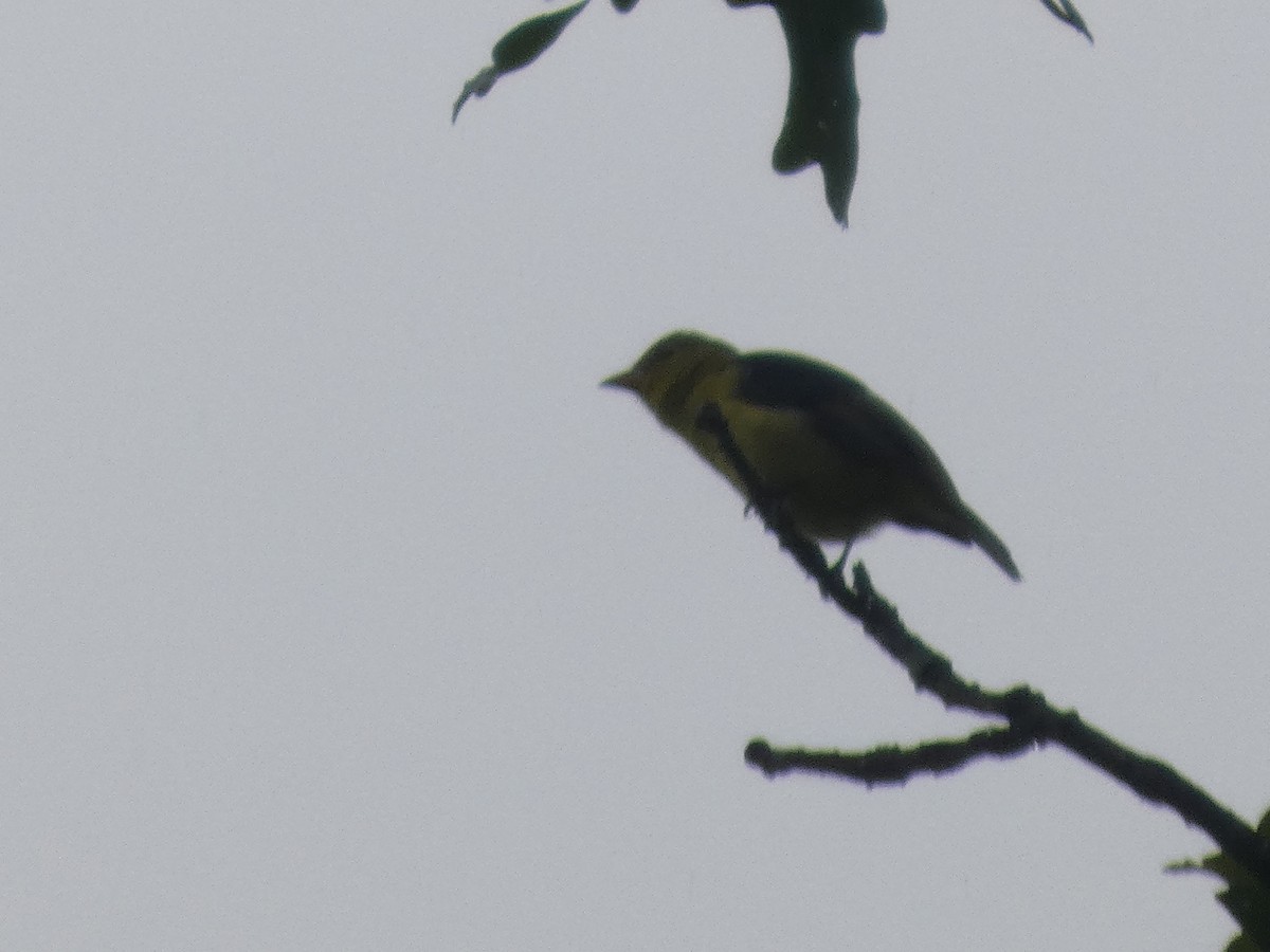 Scarlet Tanager - ML641984991