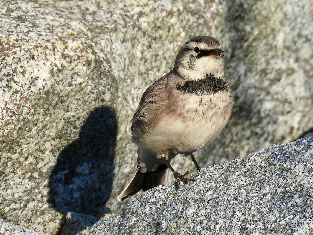 Horned Lark - ML641984993